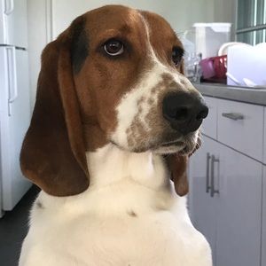 Meet your Posher, Luis